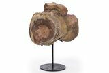 Fossil Sauropod Caudal Vertebra with Metal Stand - Colorado #304863-1